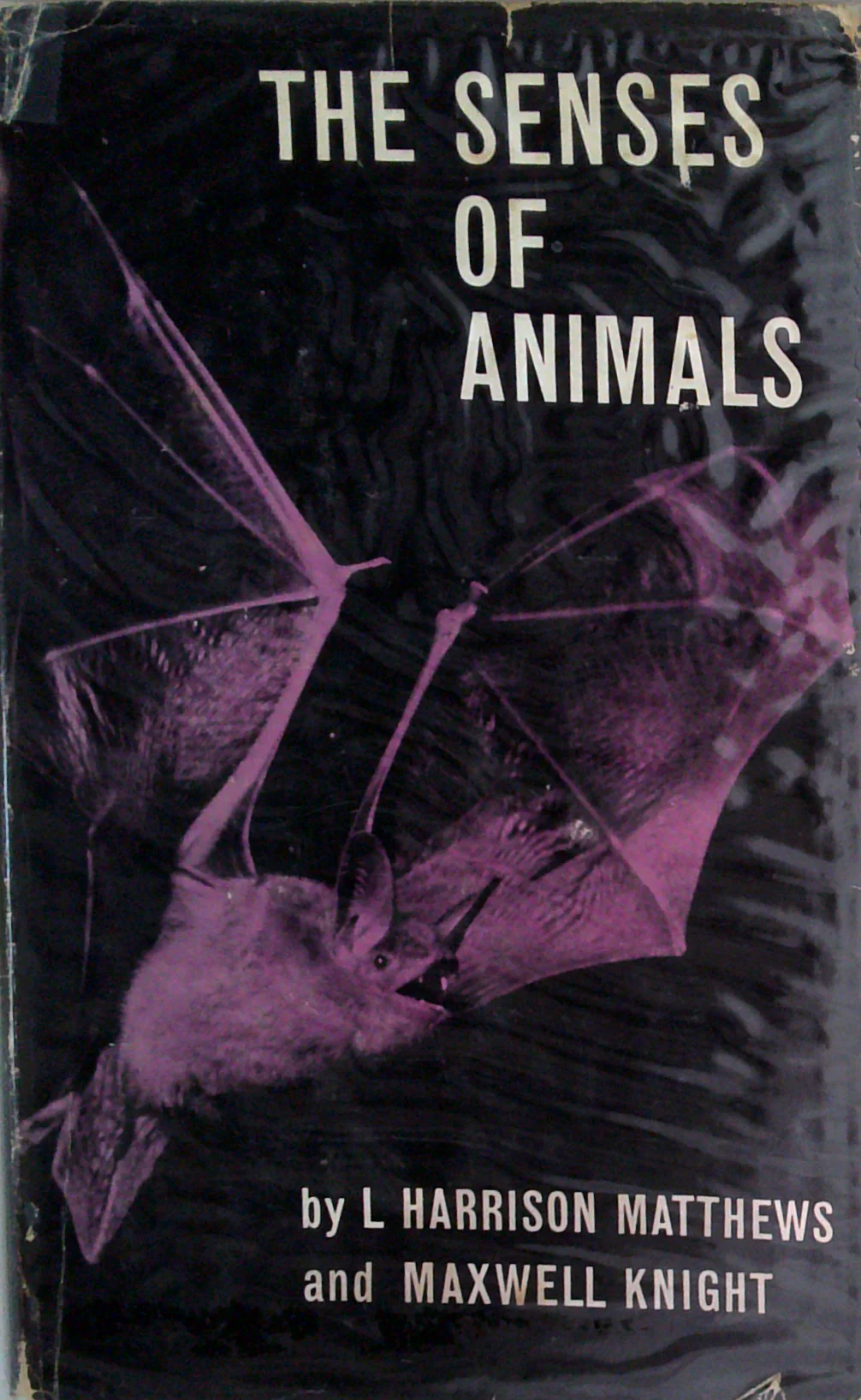 The Senses Of Animals