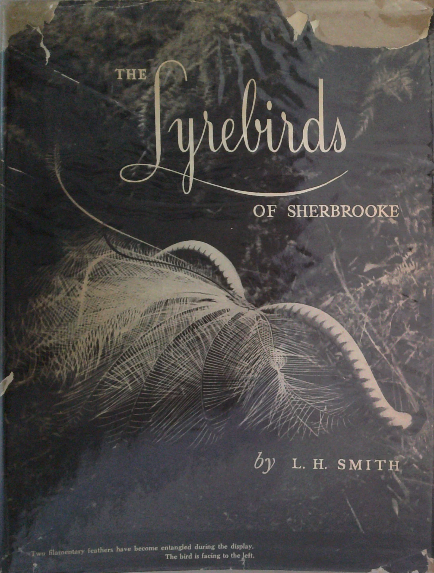 The Lyrebirds Of Sherbrooke