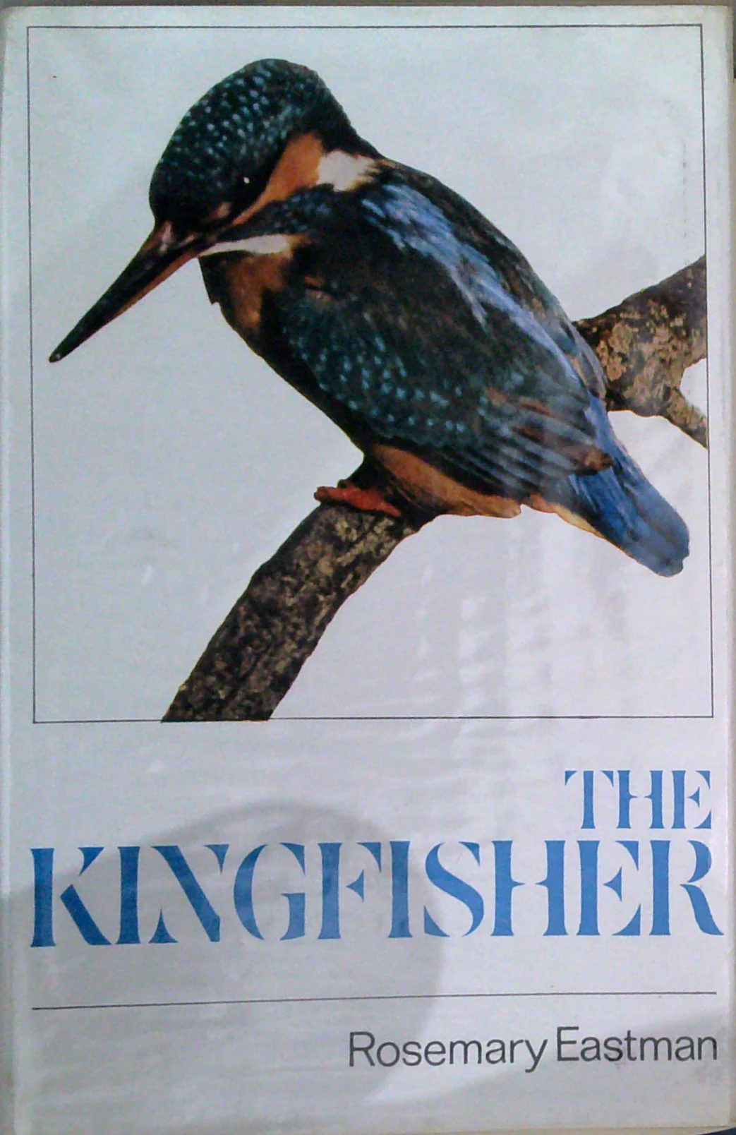 The Kingfisher