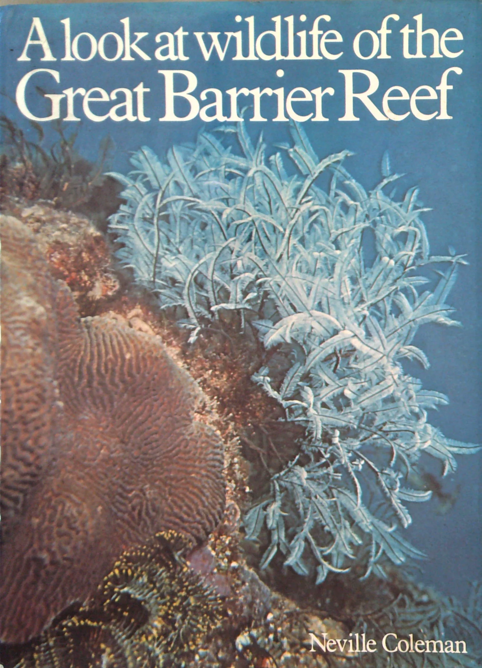 A Look At Wildlife Of The Great Barrier Reef